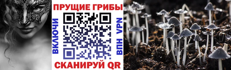 Псилоцибиновые грибы Psilocybe  Балей 